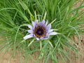 vignette Tragopogon porrifolius - Salsifis cultiv