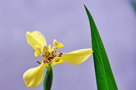vignette Iridaceae - Neomarica longifolia