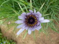 vignette Tragopogon porrifolius - Salsifis cultiv