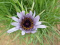 vignette Tragopogon porrifolius - Salsifis cultiv