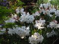 vignette Rhododendron Loderi King georges immense au 15 04 11