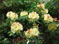 vignette Rhododendron Invitation magnifique au 14 04 11