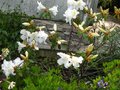 vignette Rhododendron Fragantissimum trs parfum au 14 04 11
