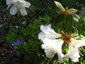 vignette Rhododendron Fragantissimum trs parfum devant le Rhododendron Augustinii St Tudy au 14 04 11
