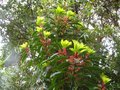 vignette Daphniphyllum macropodum au 14 04 11