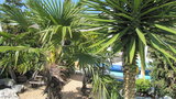 vignette Fruits sur palmier printemps 2011