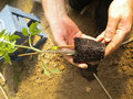 vignette Plantation plant de tomate sous serre - 07 - plant sorti du godet