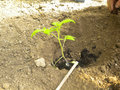 vignette Plantation plant de tomate sous serre - 08 - plantation  l'horizontale