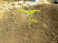 vignette Plantation plant de tomate sous serre - 09 - les premires feuilles sont enterres