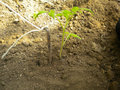 vignette Plantation plant de tomate sous serre - 10 - grosse sardine de camping