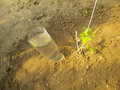 vignette Plantation plant de tomate sous serre - 16 - bouteille remplie tous les jours