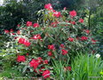 vignette Rhododendron X ' Halfdan Lem '