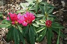 vignette Rhododendron 'Rosa Perle'