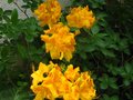 vignette Rhododendron annabella au 19 04 11