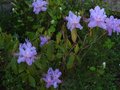 vignette Rhododendron Augustinii electra au 17 04 11