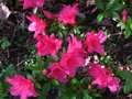 vignette Azalea japonica grandes fleurs doubles roses au 17 04 11