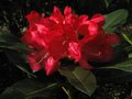vignette Rhododendron Halfdan Lem et ses trs grandes fleurs au 19 04 11