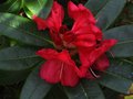 vignette Rhododendron Halfdan lem au 19 04 11