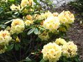 vignette Rhododendron Invitation au 19 04 11