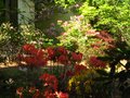 vignette Rhododendrons en sous bois au 19 04 11