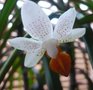 vignette Phalaenopsis minimark