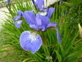vignette Iris sibirica