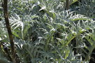 vignette Cynara cardunculus