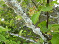 vignette Eriosoma lanigerum - Puceron lanigre