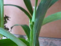 vignette Encyclia radiata, volution future floraison
