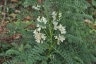 vignette Erophaca baetica ssp Baetica