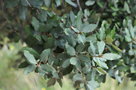 vignette Quercus rotundifolia  L