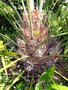 vignette Rhapidophyllum hystrix