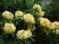 vignette Rhododendron Invitation toujours aussi beau au 21 04 11