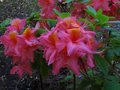 vignette Rhododendron Hebien au 21 04 11