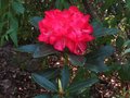 vignette Rhododendron Halfdan Lem  la trs grande fleur d'un beau rouge au 21 04 11