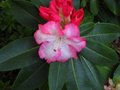 vignette Rhododendron Point dfiance et ses trs grands fleurons au 21 04 11