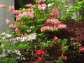 vignette Rhododendrons en compagnie au 21 04 11