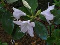 vignette Rhododendron Cinnabarinum Georges jonstone au 21 04 11