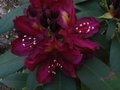 vignette Rhododendron Frank Galsworthy au 23 04 11
