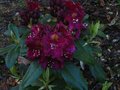 vignette Rhododendron Frank Galsworthy au 25 04 11