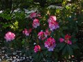 vignette Rhododendron Point Defiance et ses normes fleurs au 25 04 11