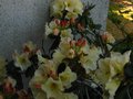 vignette Rhododendron Horizon Monarch au 25 04 11