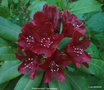 vignette Rhododendron ' Sammetglut '