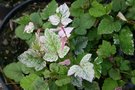 vignette Rubus microphyllus 'Variegatus'