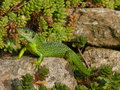 vignette lzard vert femelle, mon jardin