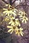 vignette Rudbeckia laciniata fleurs