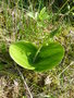 vignette Listera ovata - Listre  feuilles ovales