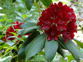 vignette Rhododendron ' Sammetglut '