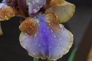 vignette Iris grand barbu Burnut Toffee