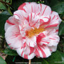 vignette Camlia ' RASPBERRY RIPPLE ' camellia japonica